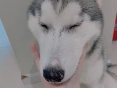 -怪兽屋·羊驼·猫咖·狗咖(俊华广场店)