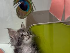 -青奢宠物·青奢猫舍