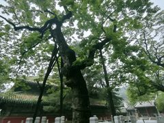 -潭柘寺景区