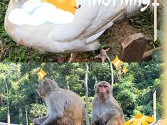 -西双版纳原始森林公园