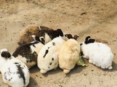 -前小桔亲子创意农场·草莓采摘·露营烧烤