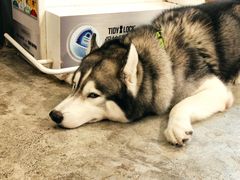 -more than meow吴止猫主题餐厅(承德 中船汇店)