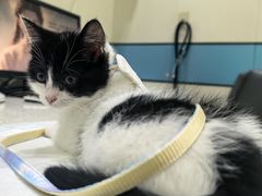 -御宝贝·A梦猫科宠物医院(国际猫友好医院)