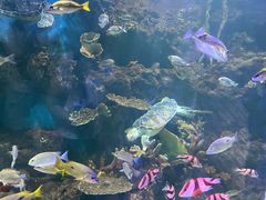 -华夏文旅海洋公园