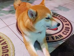 -柴务处·柴犬主题狗咖