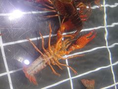 -聚盛源蒸汽海鲜火锅烤肉自助(巨川金海岸购物广场店)