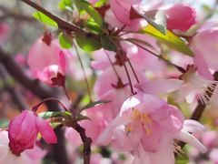 -高东镇樱花园