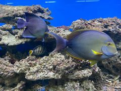 -御唐府海珊瑚主题餐厅