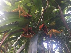 -广西壮族自治区药用植物园