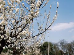 -国际非物质文化遗产博览园