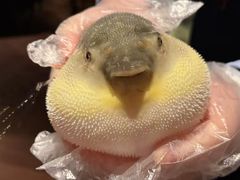 -肆月河豚·淮扬菜·湘菜(华天店)