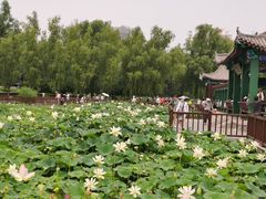 -莲花池公园