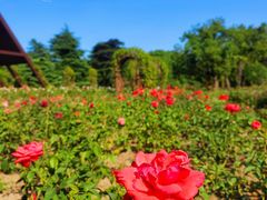 -上海滨江森林公园