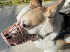 -美联众合动物医院·24h转诊中心