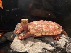 -上海海洋水族馆