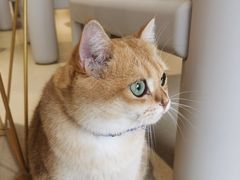 -藏猫猫咖啡主题馆(中央大道店)