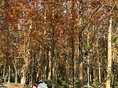 -桤木河湿地公园