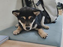 -美联众合动物医院·24h京西诊疗中心