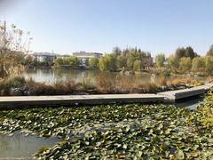 -桃花岛公园
