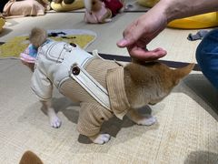 -逗柴咖啡屋·狗咖猫咖宠物桌游