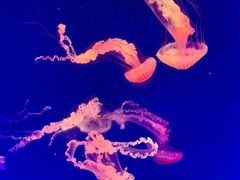 -海合安成都极地海洋公园