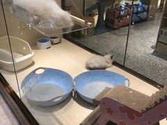 -momokira米努特·德文卷毛猫·棉花面纱犬