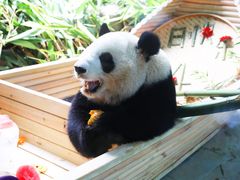 -灵玲国际马戏城