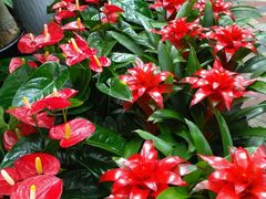 -秦美花卉(天朗·莱茵小城2期店)