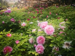 -洛阳市隋唐城遗址植物园