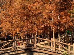 -白水寺森林公园