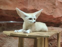 -Zoolung Zoolung动物主题公园(海信广场店)