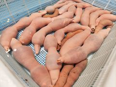 -鸭绿江海鲜烧烤大排档(杏林街店)