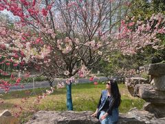 -黄海国家森林公园