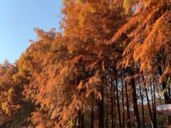 -上海海湾国家森林公园