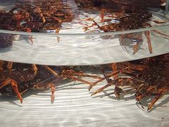 -万龙洲海鲜(大兴绿地缤纷城店)