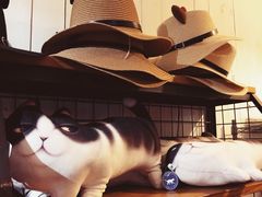 -猫咪博物馆(顶澳仔猫街店)