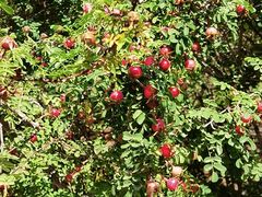 -大兴滨河森林公园