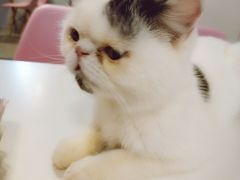 -三花喵·撸猫购宠·宠物生活馆(虹桥南丰城店)
