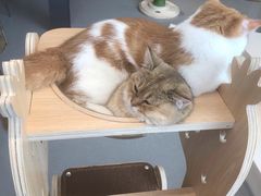 -飞行喵MR PILOT|猫舍·猫咖(静安大融城店)