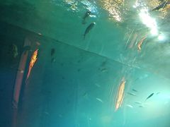 -海棠湾洲际-涛·海底餐厅·美人鱼·自助餐·海底隧道