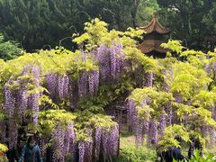 -嘉定紫藤园