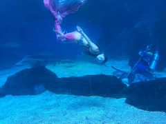 -海合安成都极地海洋公园