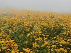 -武陵山森林公园