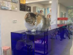 -伟伟宠物医院·CT影像中心·瑞派犬猫综合性门诊(汉口总院)