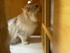 -十月米努特矮脚猫舍