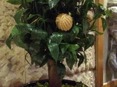 核桃包树-云来居素食馆(南山店)