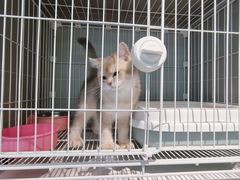 -翊宠yipet猫狗购宠庄园犬舍•猫舍