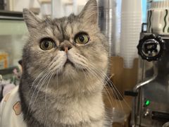 -楼上猫咖(罗湖店)