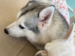 -怪兽屋·羊驼·猫咖·狗咖(俊华广场店)