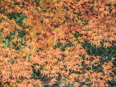 -南山植物园